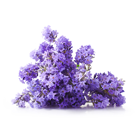 Lavanda 