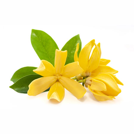 Ylang Ylang